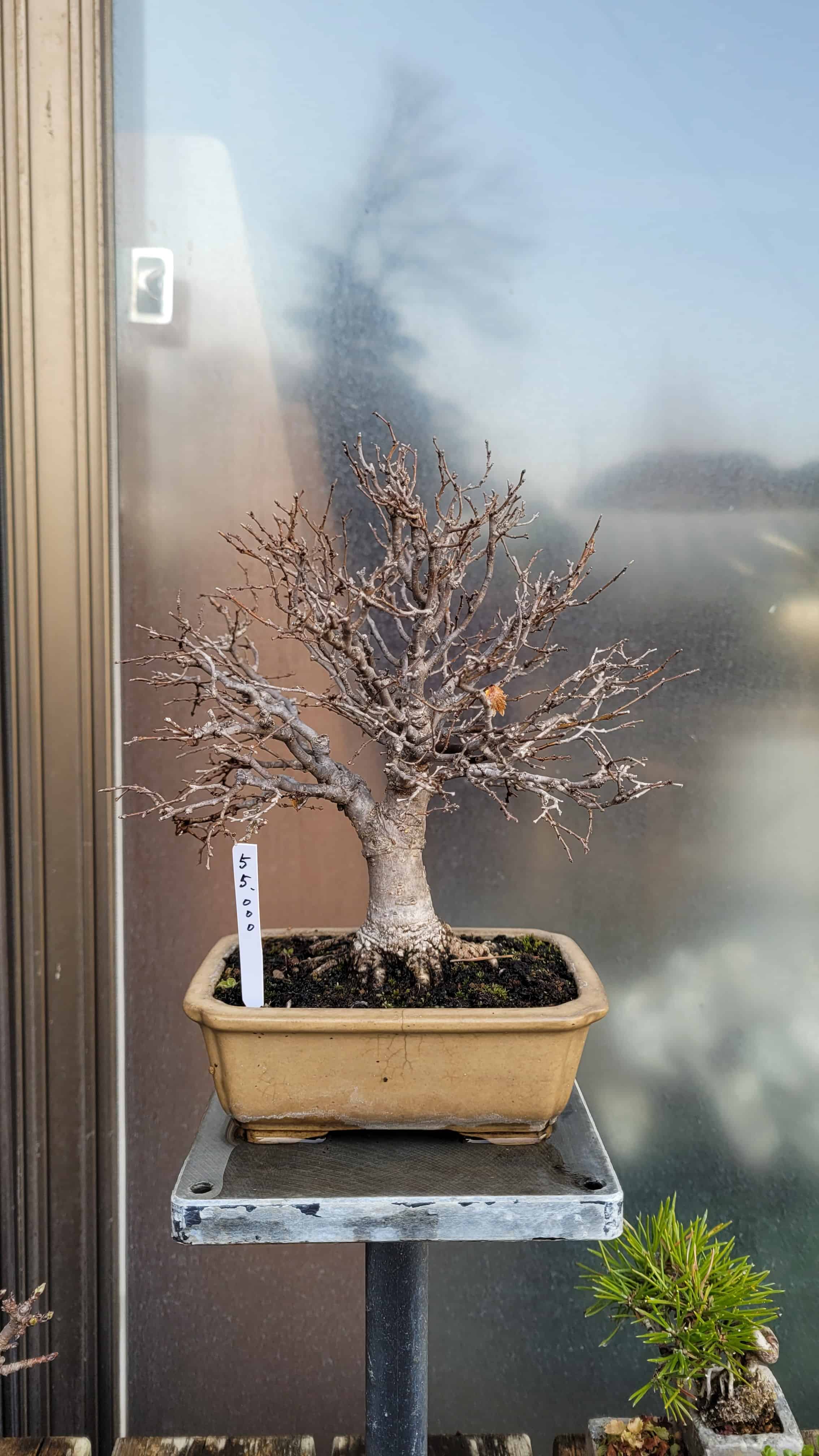 A maple bonsai tree from omiya in Japan